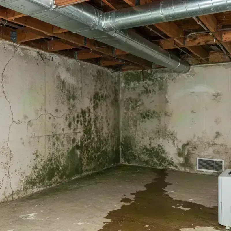 Professional Mold Removal in Batavia, IL